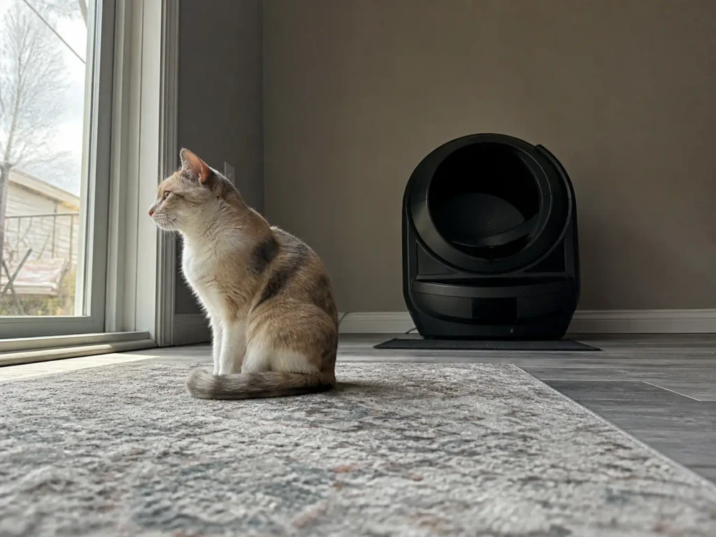 A lean older cat sitting on a rug beside an automatic litter box, looking away from it