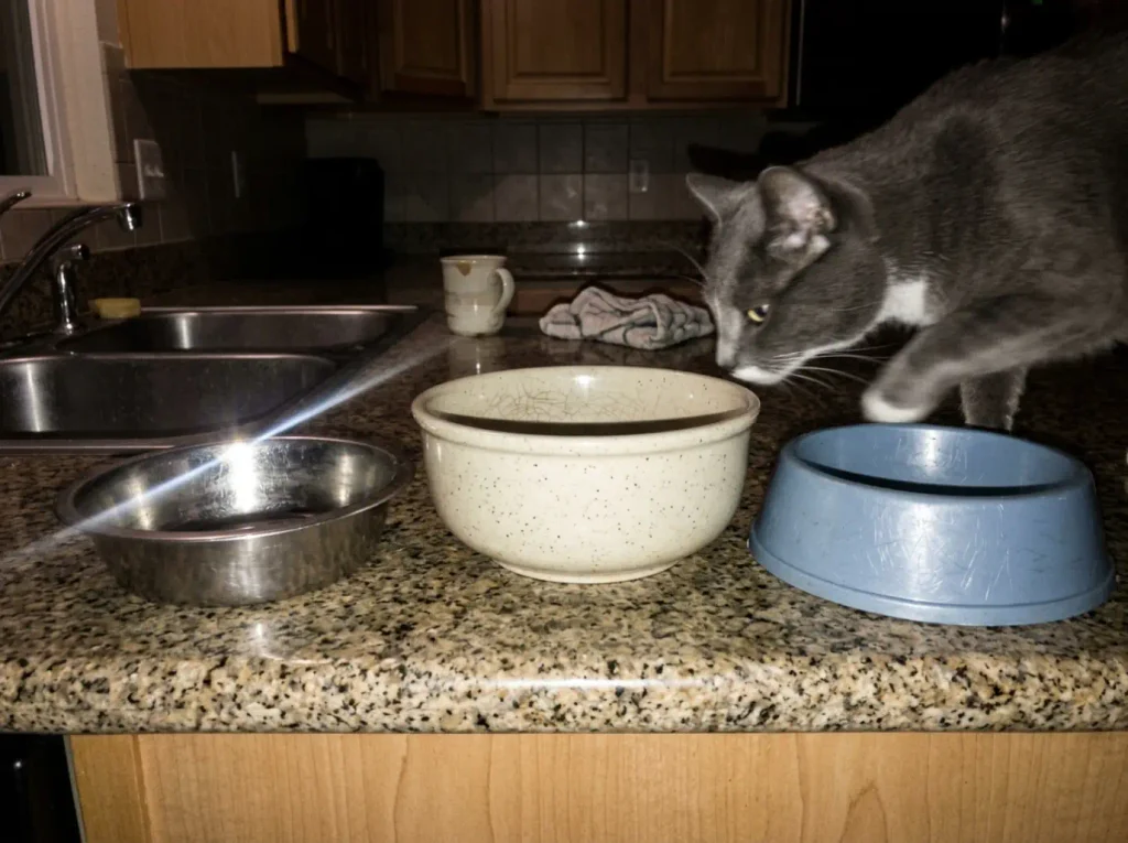 Ceramic, stainless steel and plastic cat bowls lined up on a counter under harsh flash