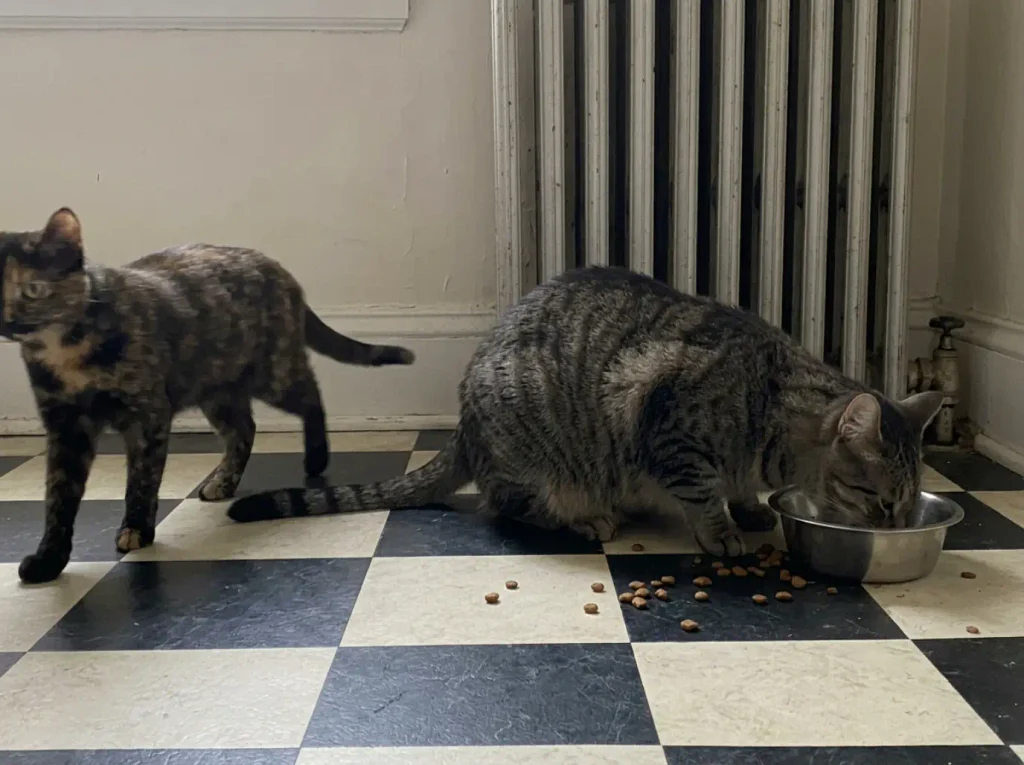 A tortoiseshell cat walking away from a shared bowl while a tabby keeps eating