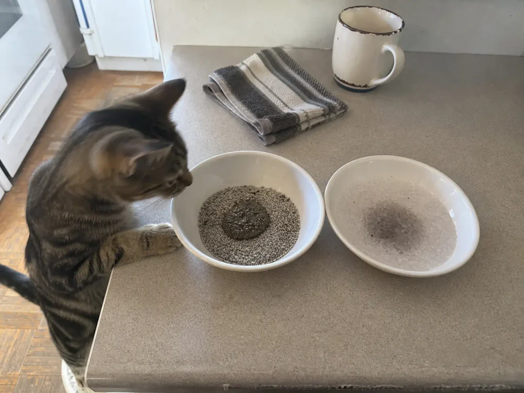 Two small bowls of different cat litter on a kitchen counter, one clumped and one loose