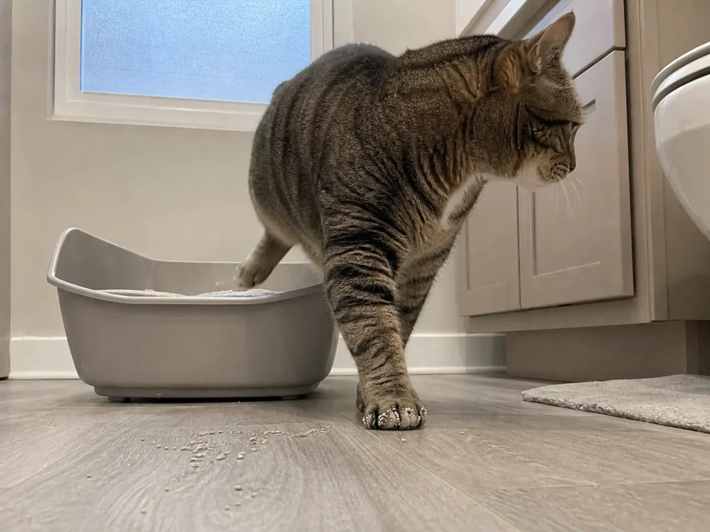 Close low view of a cat stepping out of a litter box with granules stuck to the paw pad