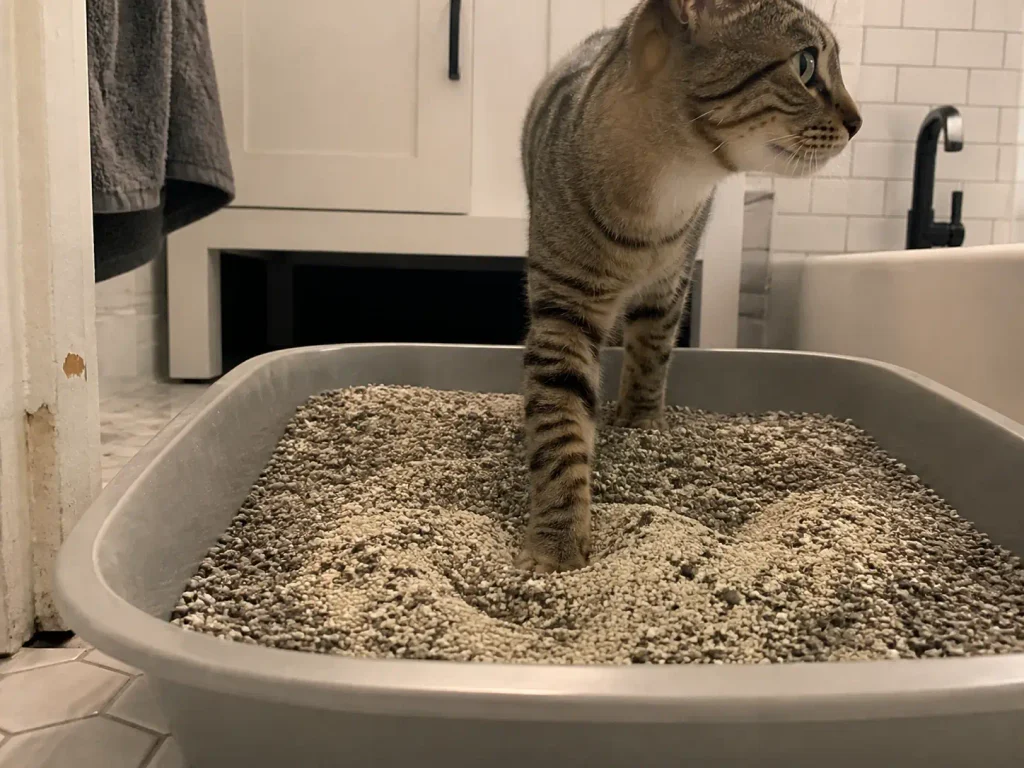 Close view of a cat stepping into a litter box, one paw sinking into a mix of two litter textures