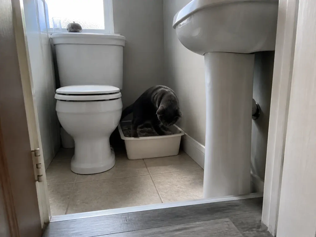 Grey shorthair cat turning inside an open litter box in a small half-bathroom