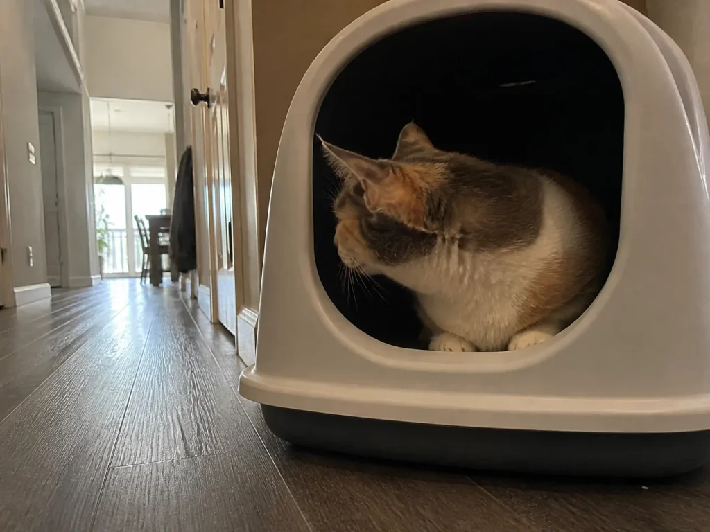 Cat sitting in the entrance of a covered litter box looking out into the hallway