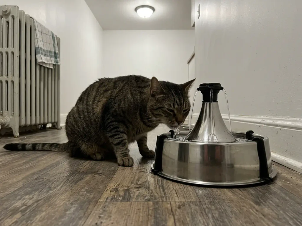 Stainless steel free-falling cat water fountain running on a kitchen floor with a tabby drinking
