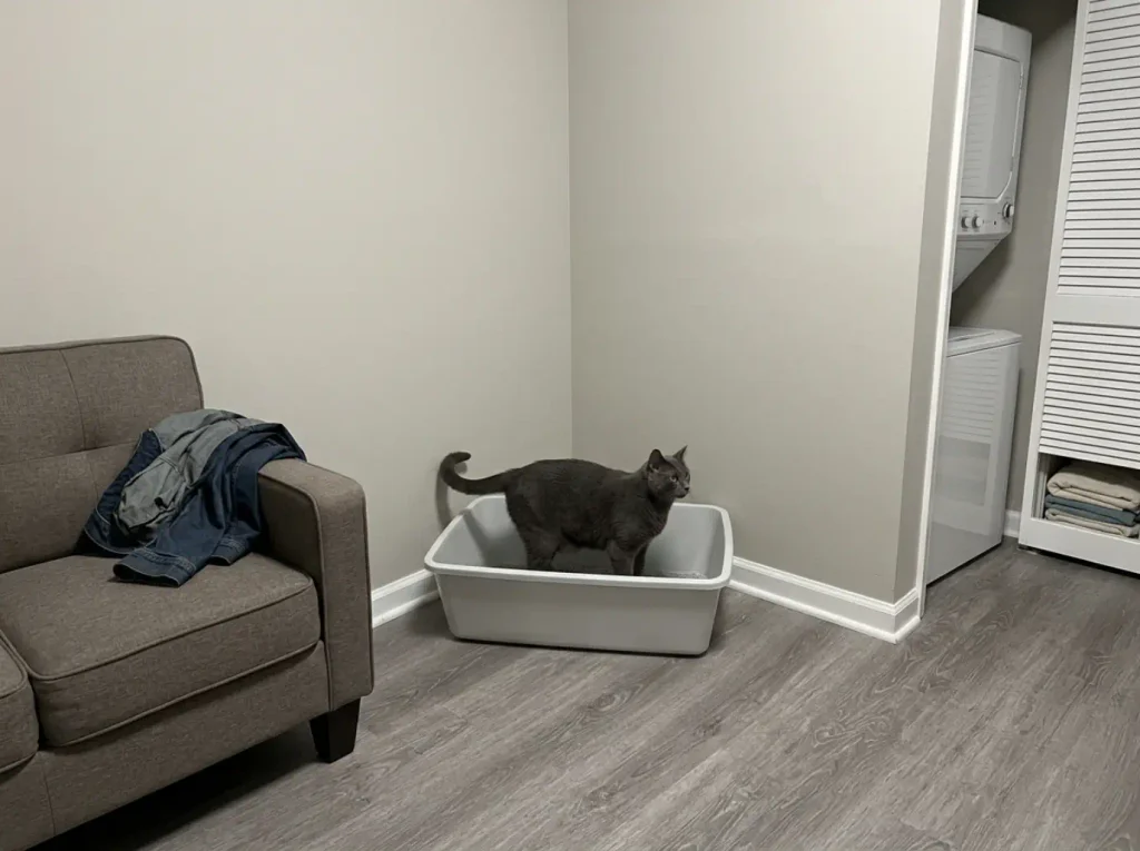 Large gray cat lying in an open litter box that is clearly big enough to turn around in