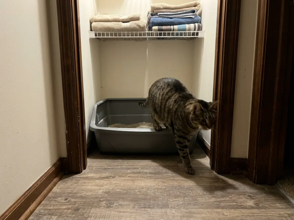 Litter box set back inside a closet with a clear span of floor at its open side for approach and turning