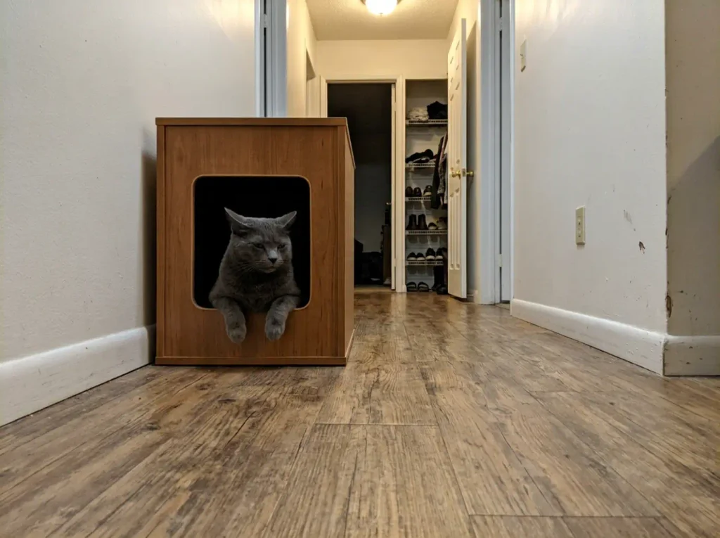Grey cat sitting in the open doorway of a litter box cabinet with a clear line of sight down the hallway