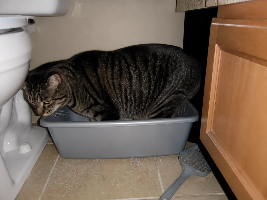 Cramped litter box wedged beside a toilet with litter scattered on the tile floor