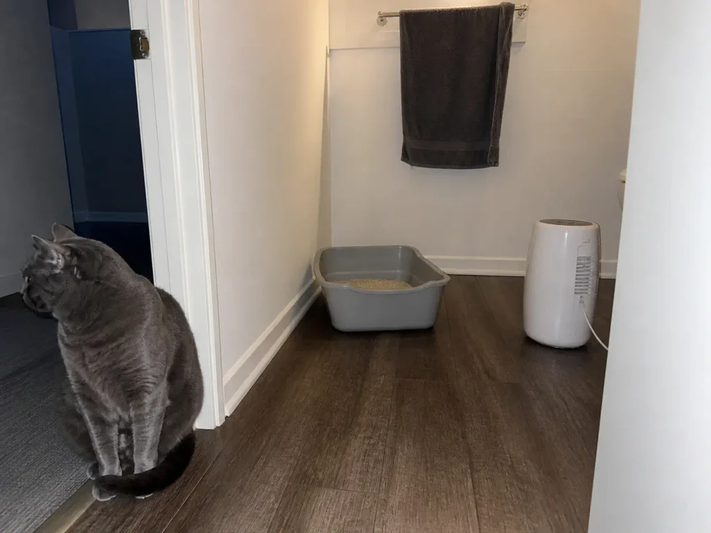 Litter box in a windowless rental bathroom with a small dehumidifier running beside it