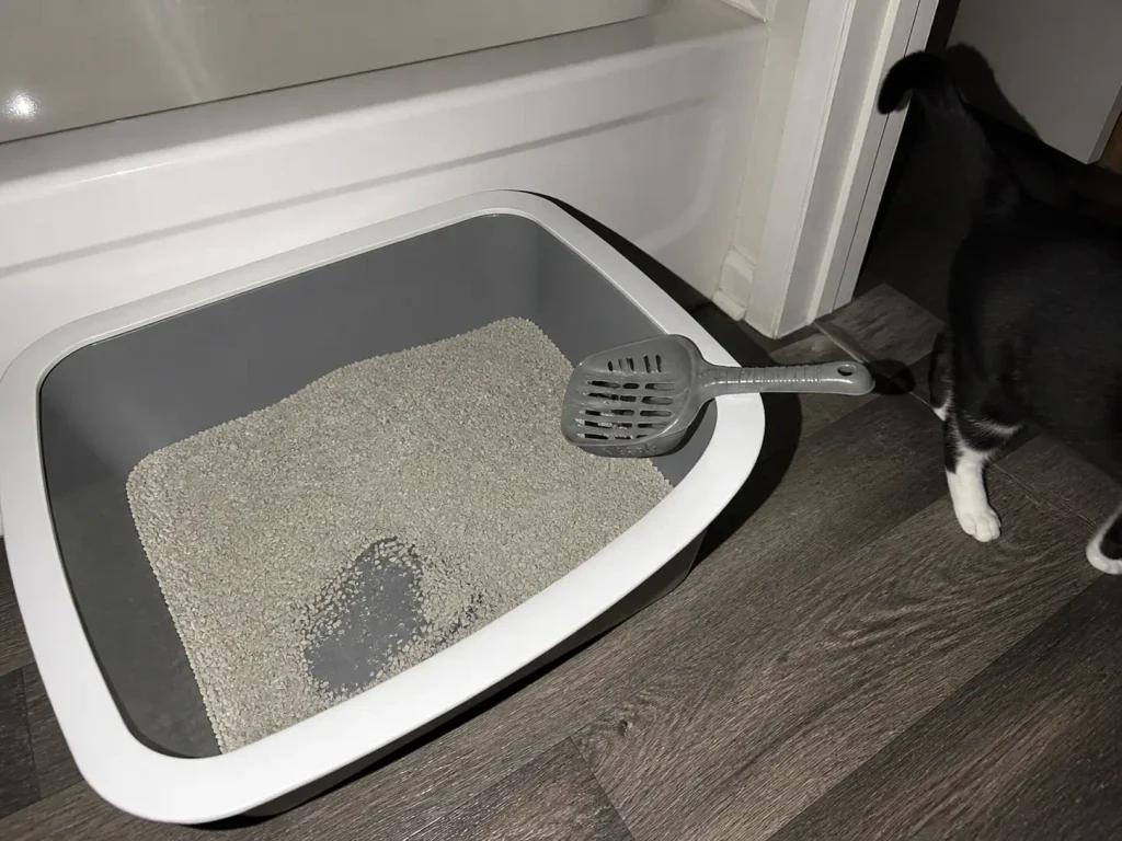 Close view of a shallow litter box showing the plastic bottom visible through thin litter