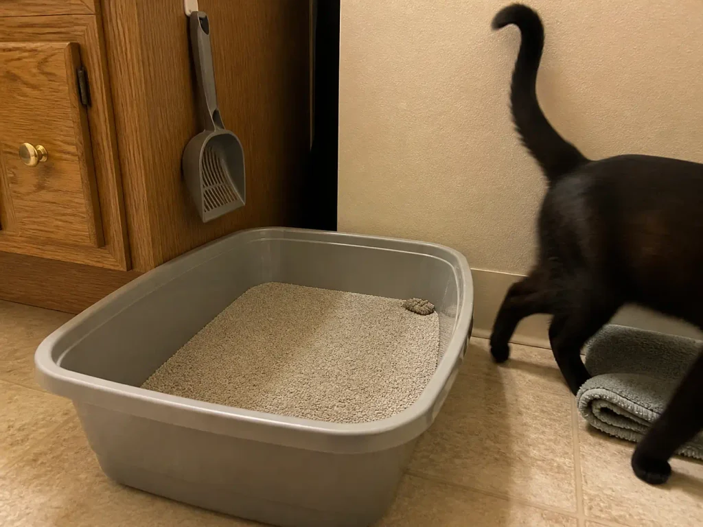 Clean litter box on a bathroom floor a few hours after scooping, black cat walking past