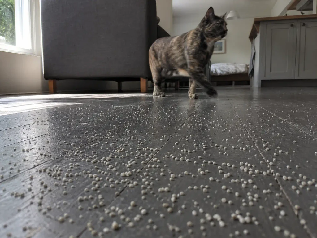 Scattered litter granules on studio apartment floorboards leading from the litter box to the couch