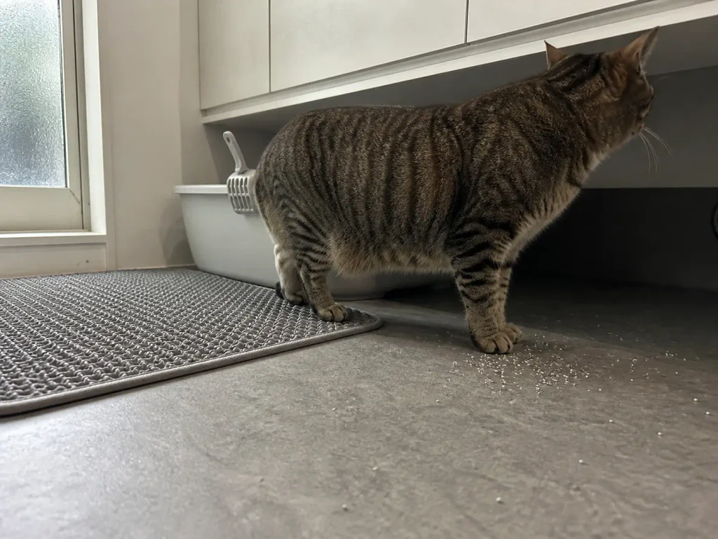 Cat stepping off a litter mat onto bare vinyl with its back paws still on the mesh