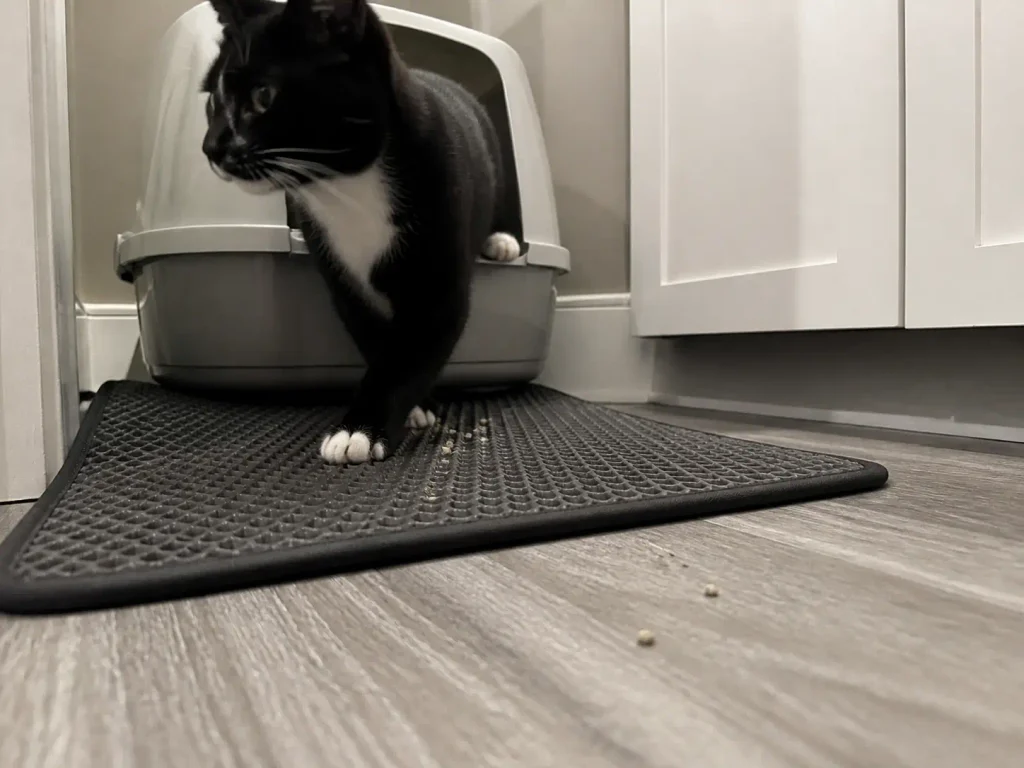 Close low shot of a cat stepping off a litter mat, grains dropping from its back paw