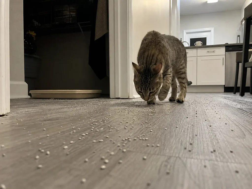Litter scattered several feet from a shallow low-rimmed box on a townhouse kitchen floor