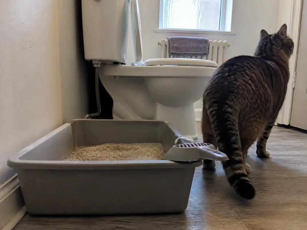Plain manual litter box with a scoop resting on the rim in a small rental bathroom