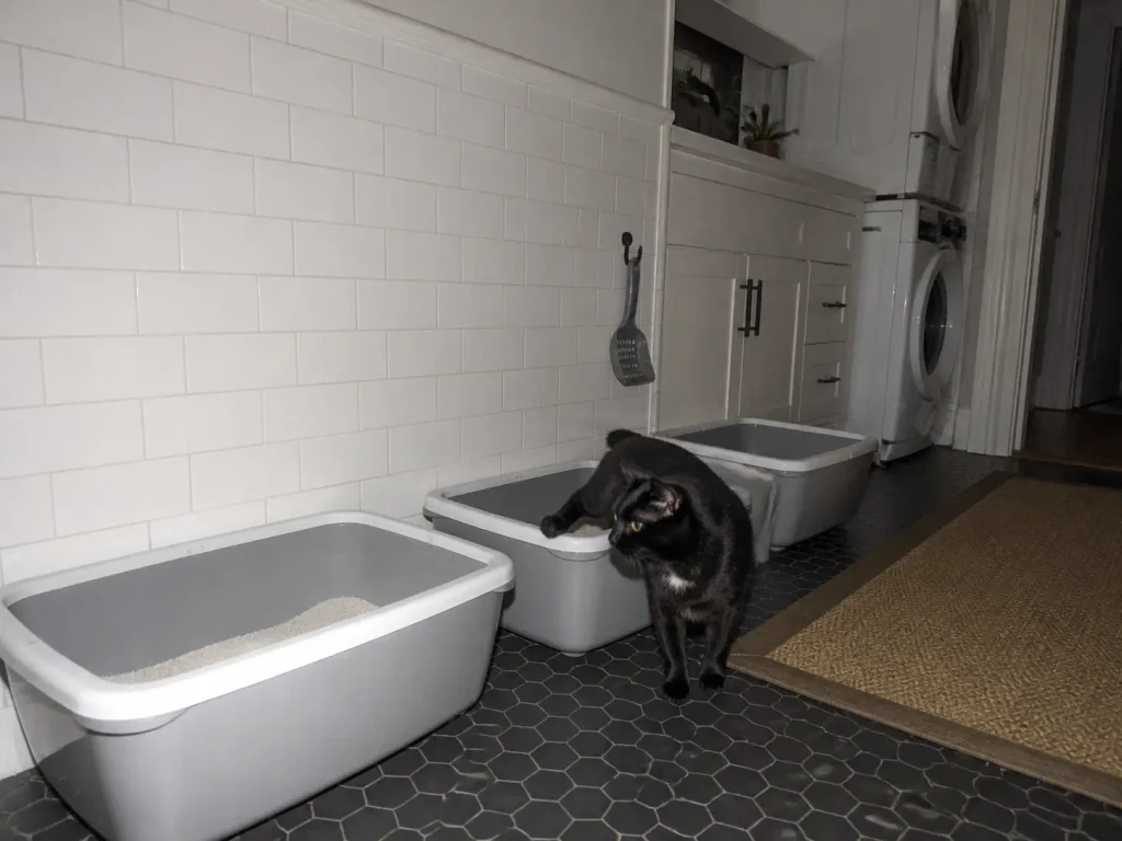 Three litter boxes lined along a narrow utility room wall with a black cat stepping out of one