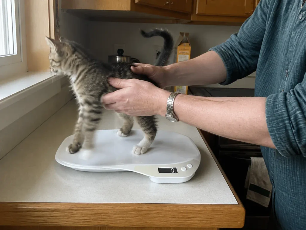 A kitten sitting on a flat digital pet scale on a kitchen counter being weighed
