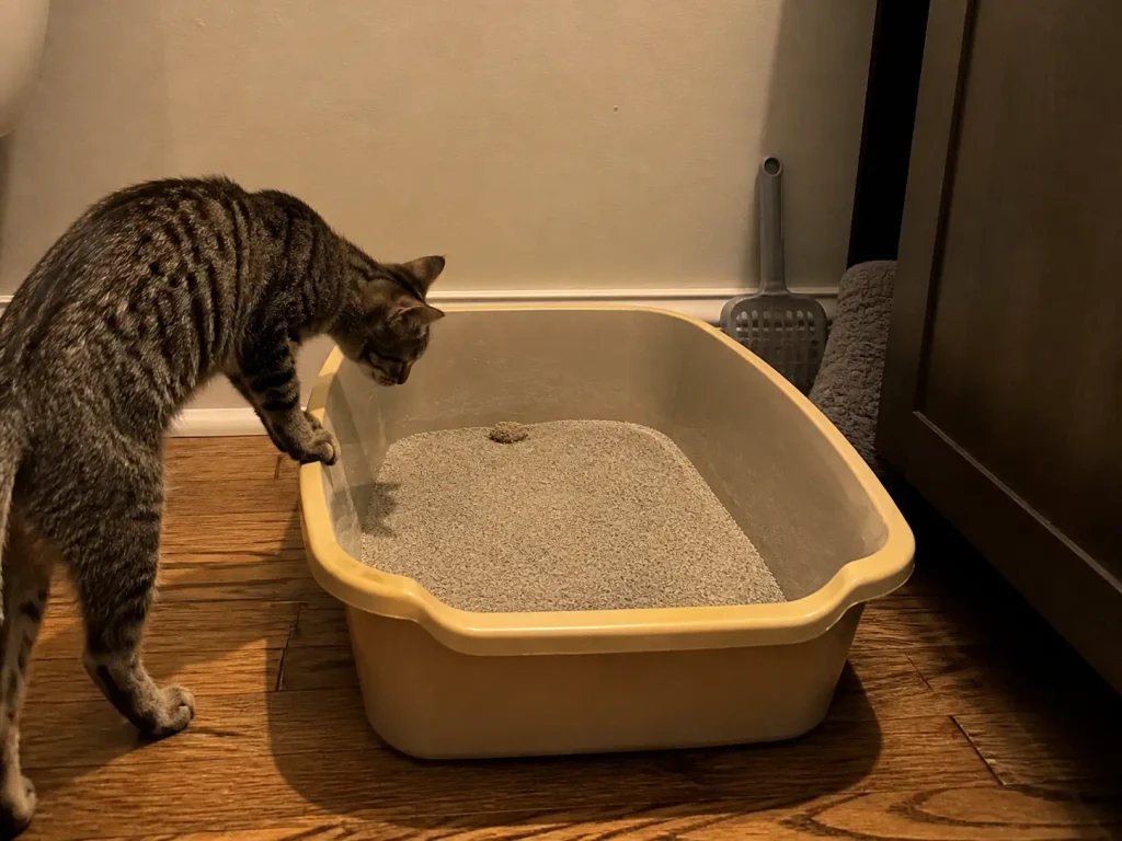 Scratched plastic litter box on a bathroom floor with a young tabby cat sniffing over the rim