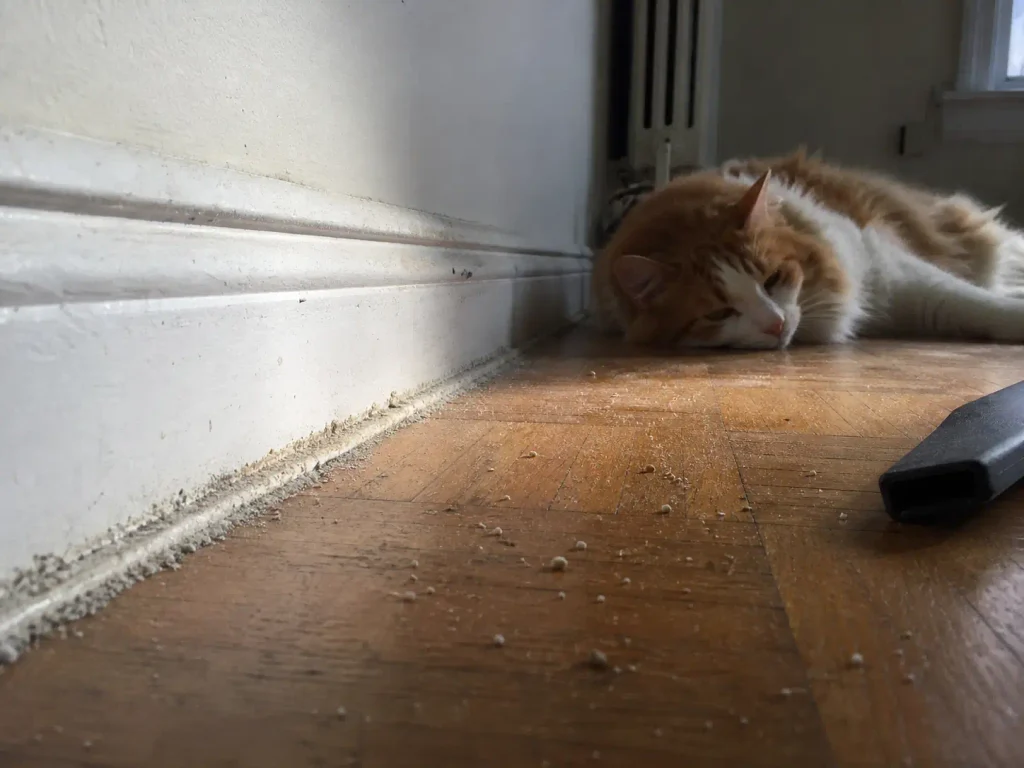 Fine litter dust settled into the seam where apartment flooring meets the baseboard