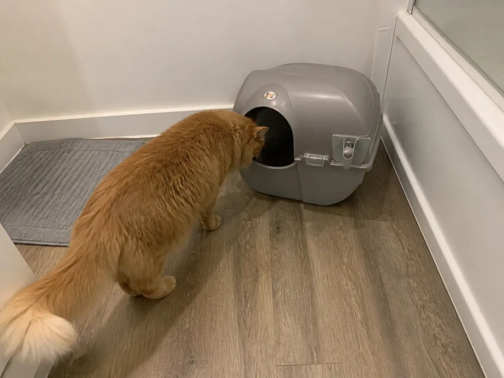 Manual rolling sifting litter box on a rental bathroom floor with a large cat beside it