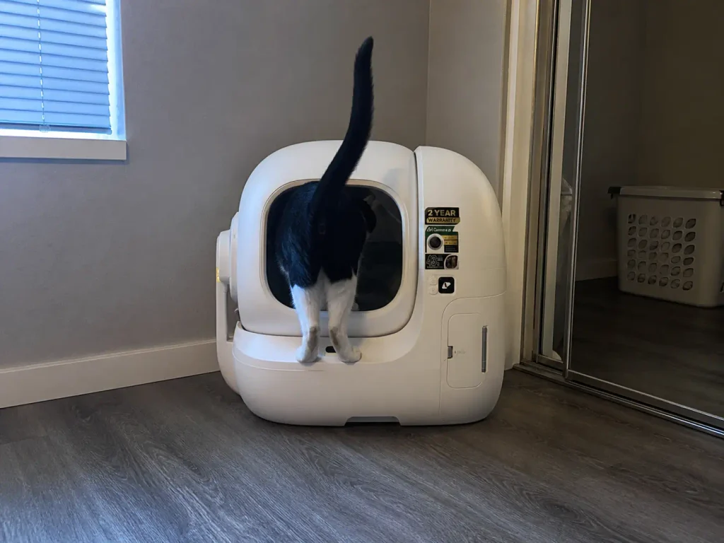 Mid-tier automatic litter box in a bedroom corner with a young tuxedo cat beside it