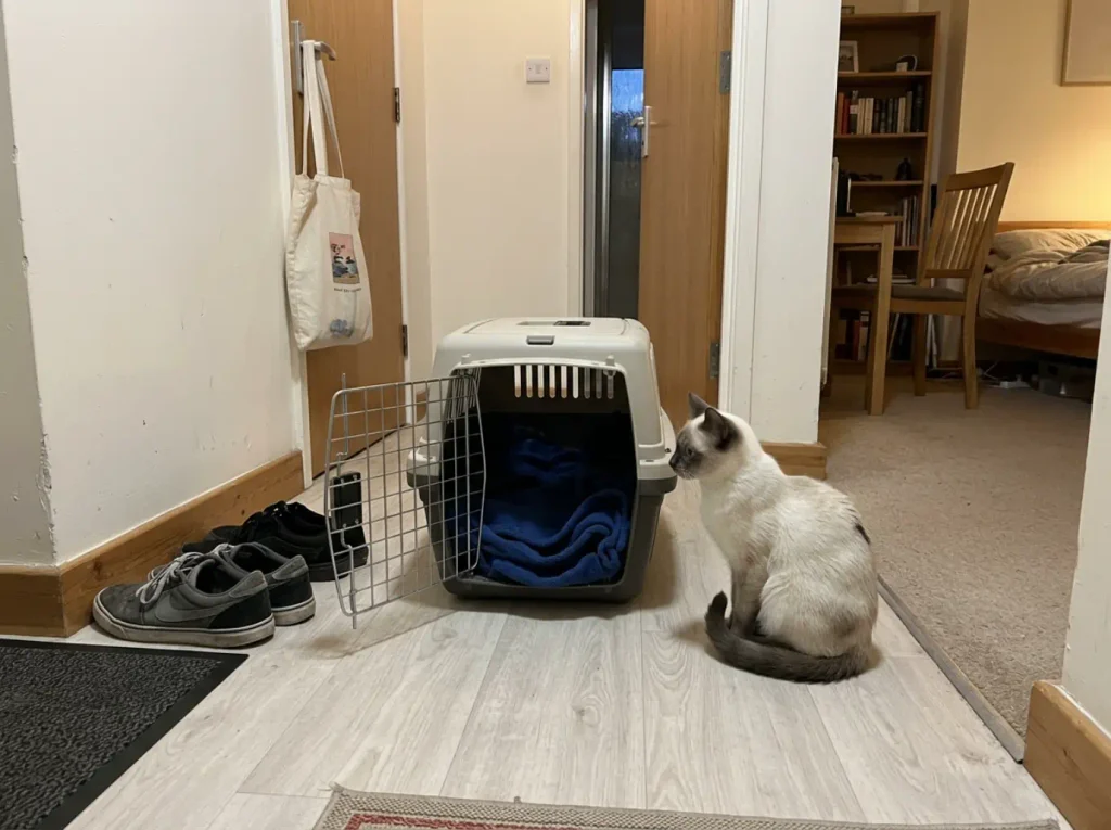 Open cat carrier on a studio apartment floor by the door with the cat sitting nearby
