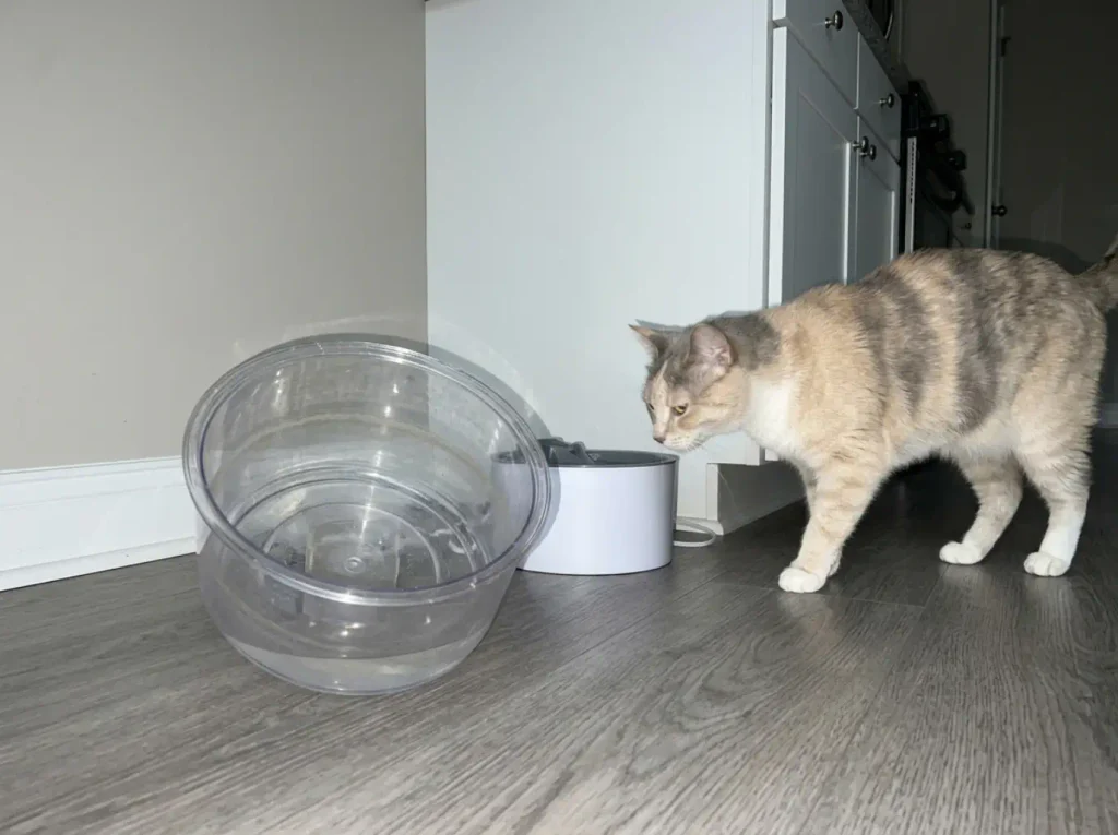 Close view of a cat fountain reservoir showing a faint film ring along the inside waterline