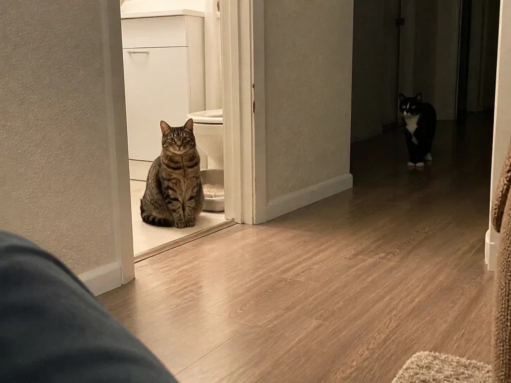 One cat sits in the bathroom doorway while the other waits down the hall