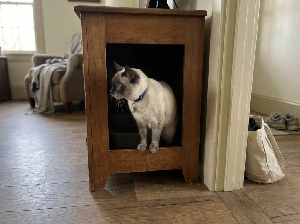 Cat pausing in the cutout of a litter box enclosure looking out into the room