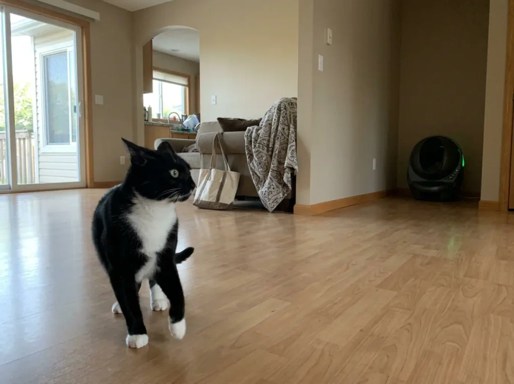 Cat frozen mid-step at a distance from an automatic litter box after it started a cycle