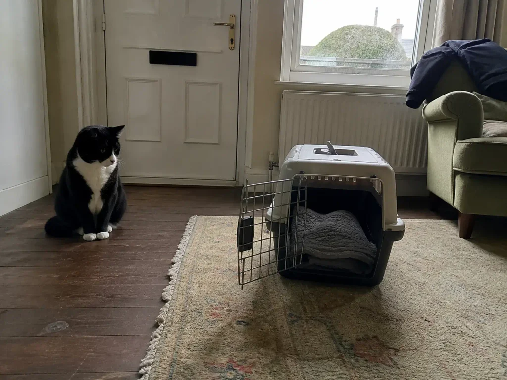 An open cat carrier on a living room rug beside a clean litter box near the front door