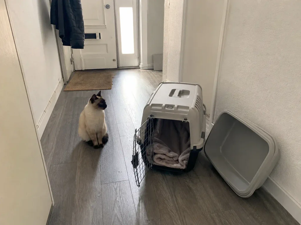 Clean empty litter box and an open carrier by the front door of a small apartment