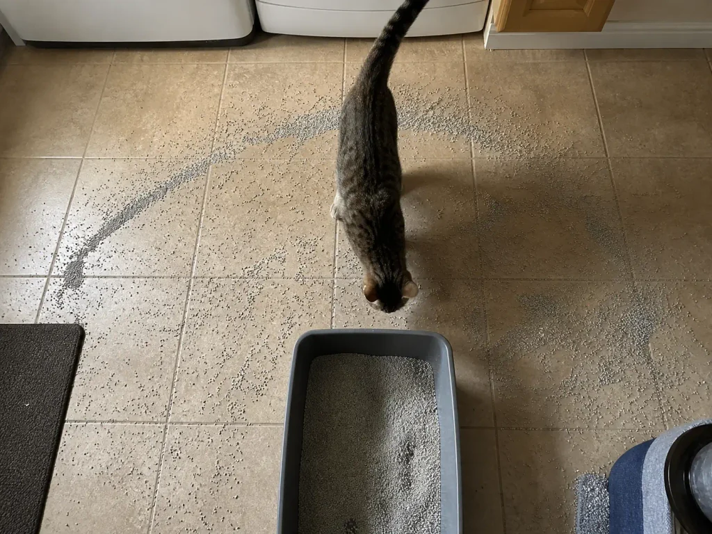 Litter scattered in a wide arc behind a litter box, the signature of a digging cat