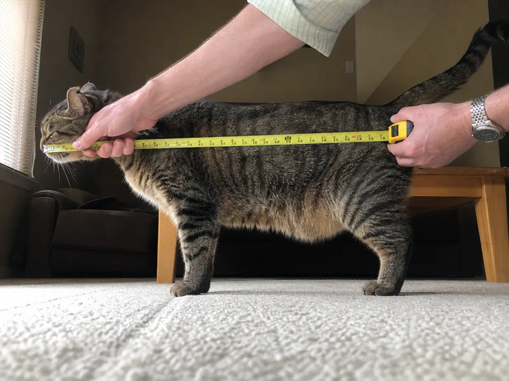 Hands holding a tape measure along a standing cat from nose to the base of the tail