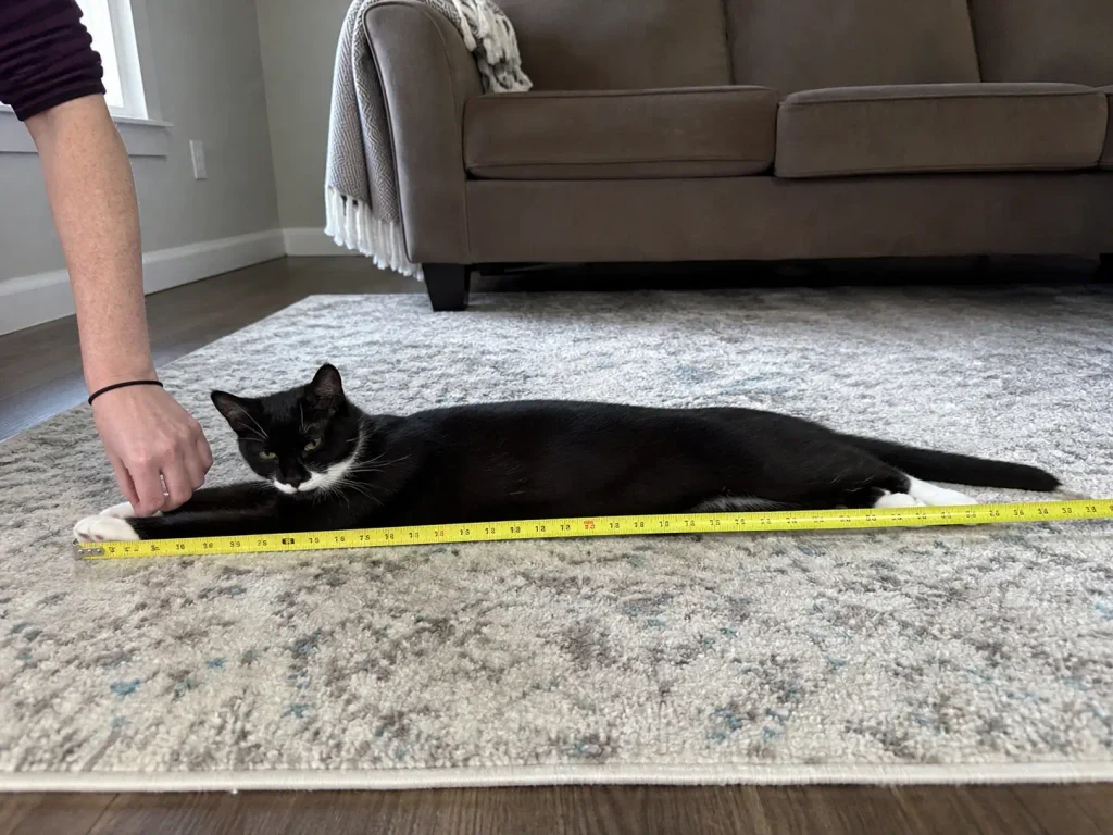 Tape measure laid along a stretched-out cat from nose to tail base to size a litter box