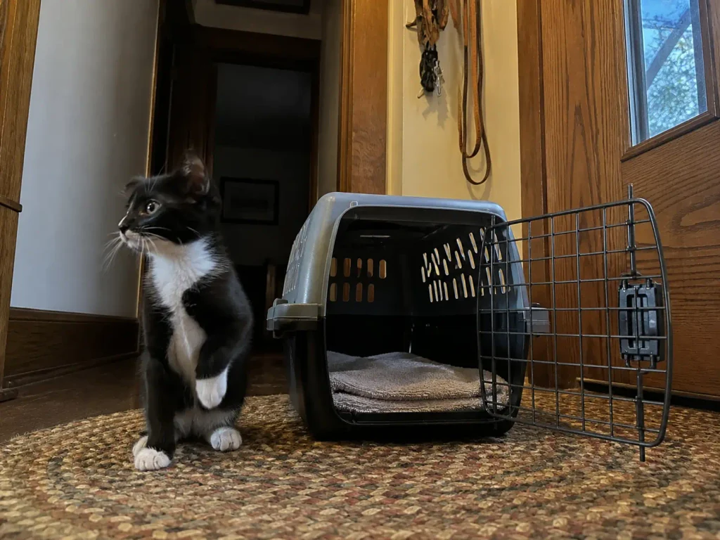 An open cat carrier on the rug by the front door with a kitten sitting beside it