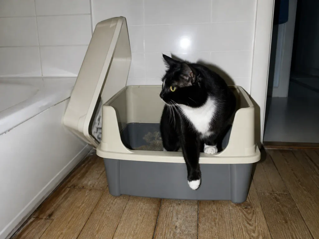 Large open-top litter box with high sides on a bathroom floor, black and white cat stepping out