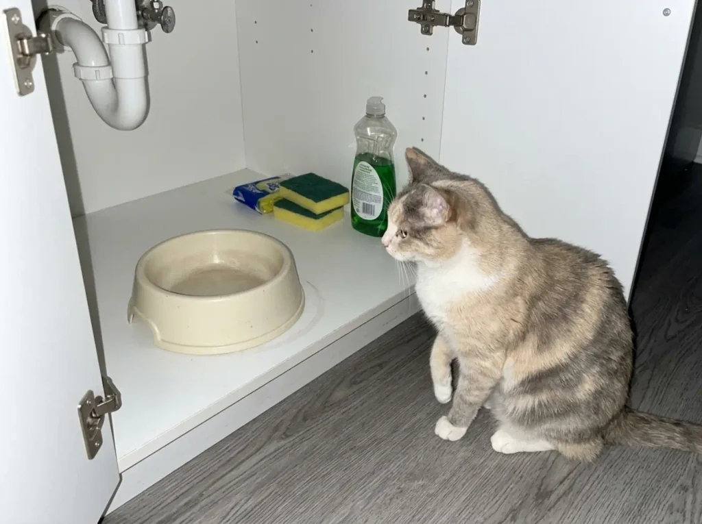 Old scratched plastic cat water bowl inside a dim under-sink cabinet with a cat looking in