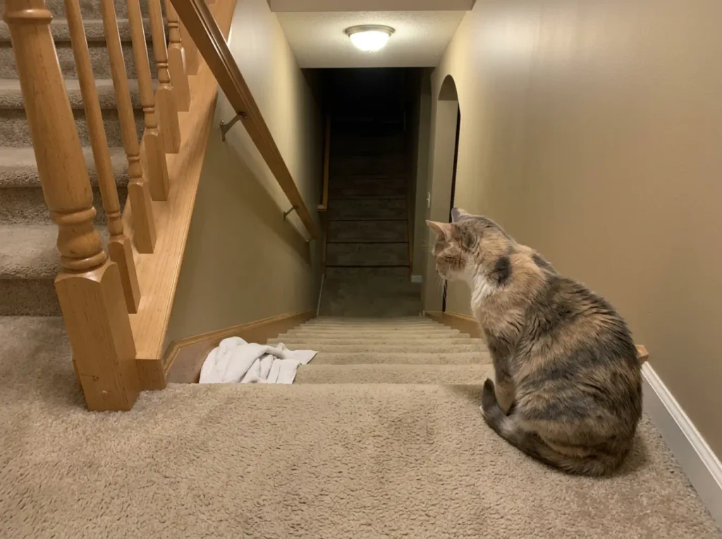 Older dilute calico cat sitting at the top of the basement stairs looking down into the dark stairwell