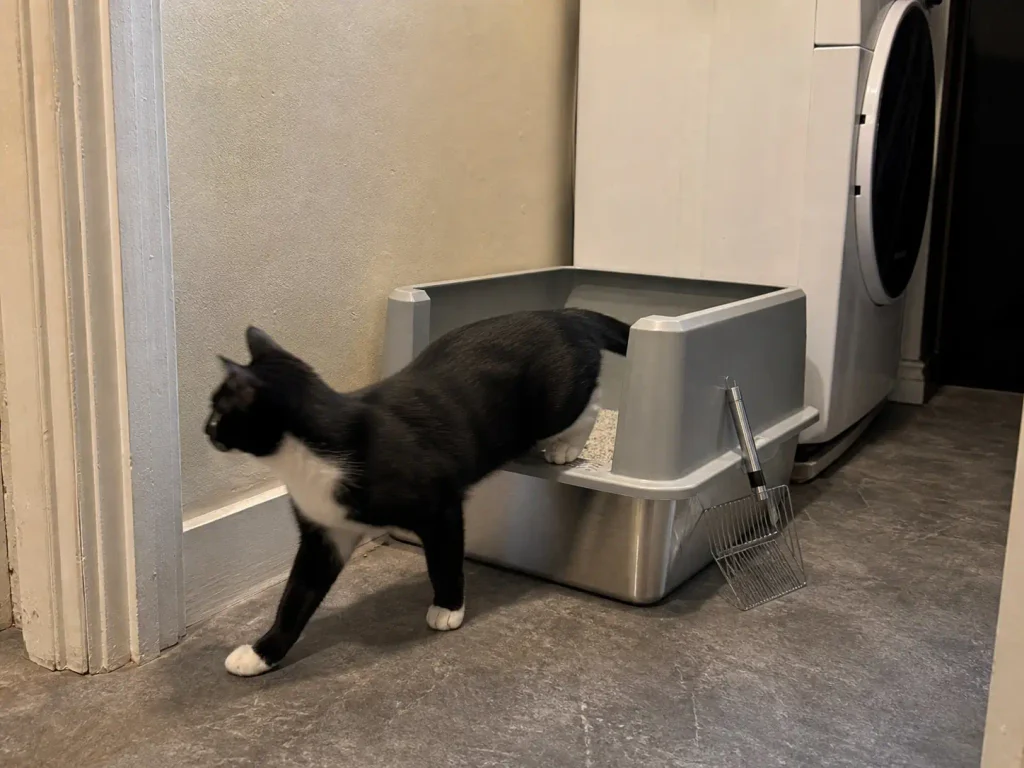 Stainless steel litter box on a laundry room floor with a black and white cat stepping out of it