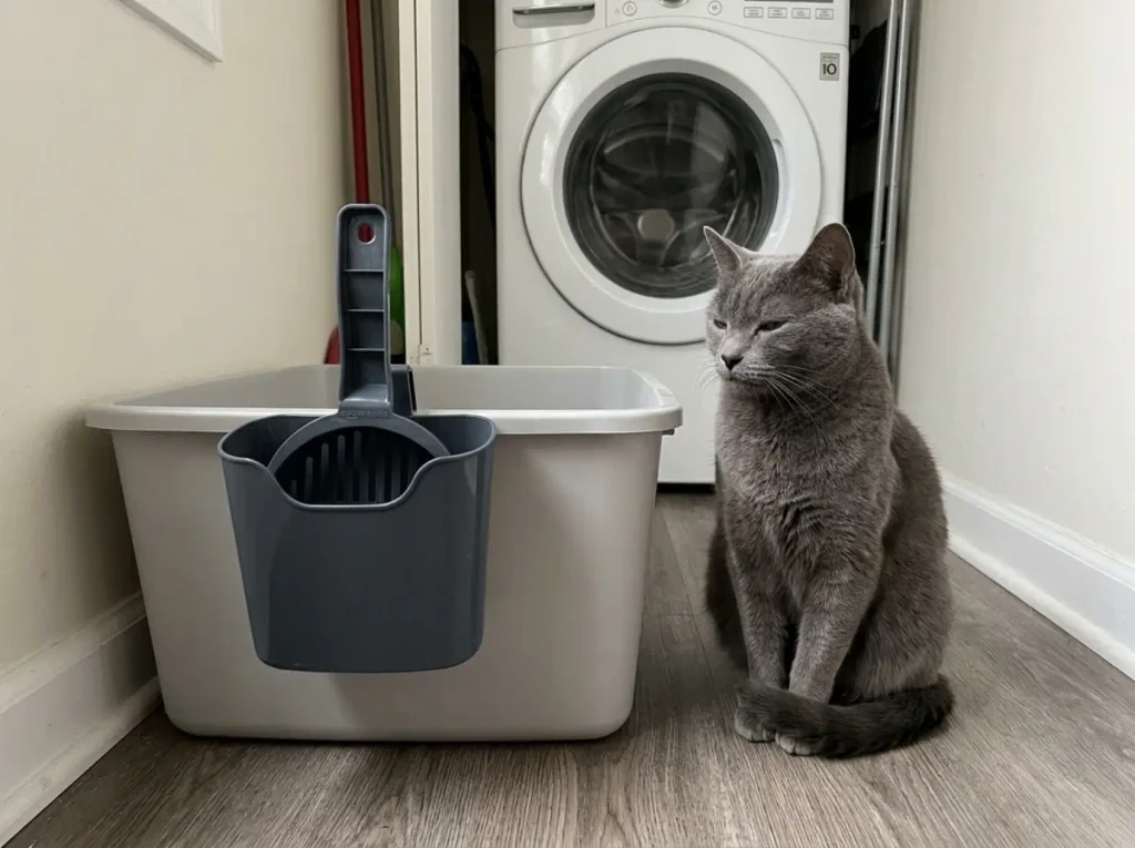 Amazon Basics plastic litter scoop hanging in its holder beside a litter box
