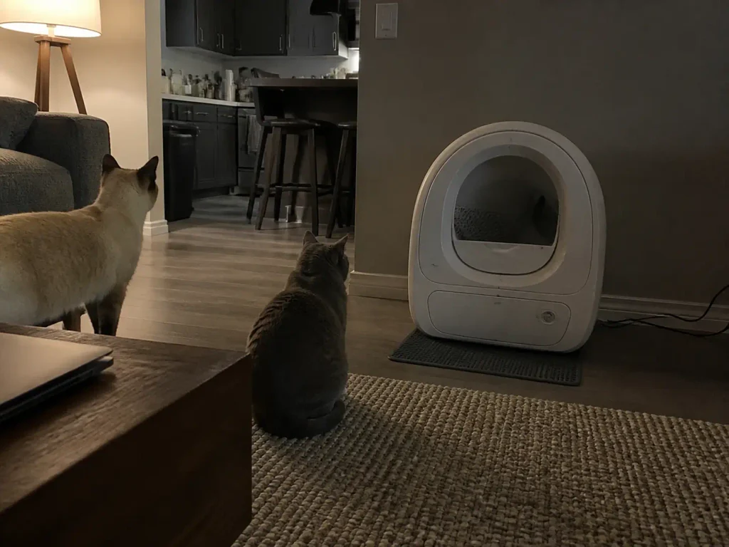 Two cats waiting near an automatic litter box during its cycle delay in the evening