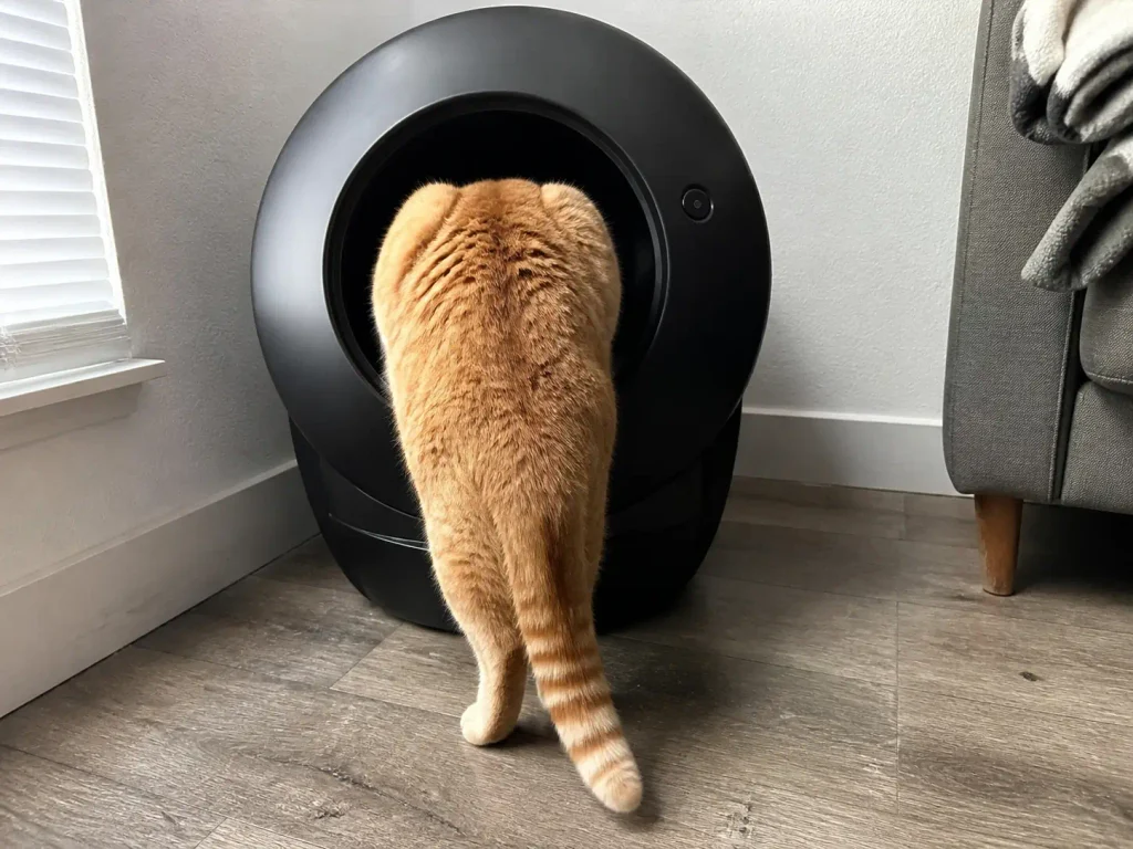 Large cat stepping through the entry opening of an automatic litter box, shoulders filling the gap