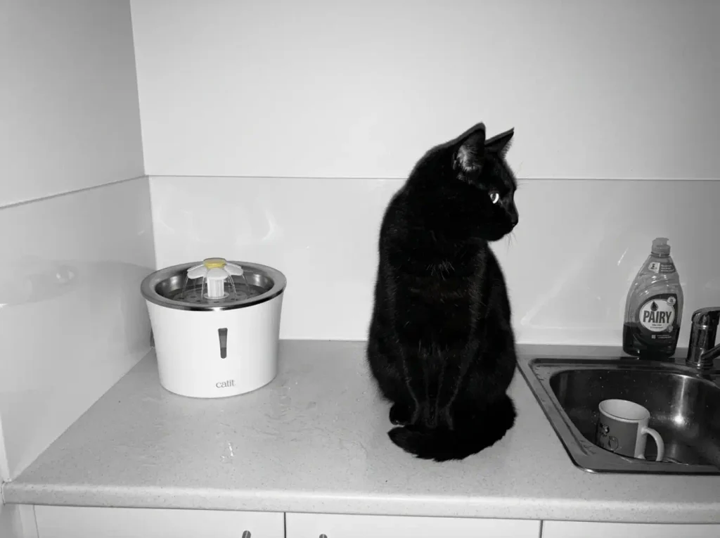Steel flower fountain running on a counter while a black cat sits beside it without drinking