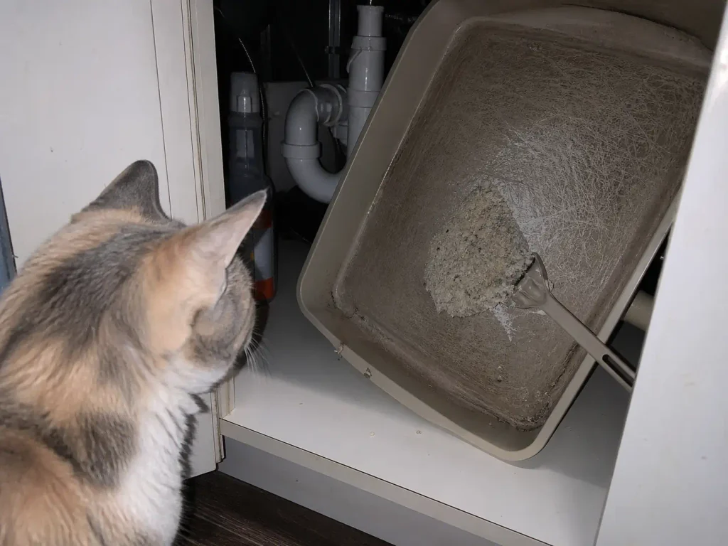 Scraper lifting a clump welded to the scratched bottom of a litter tray