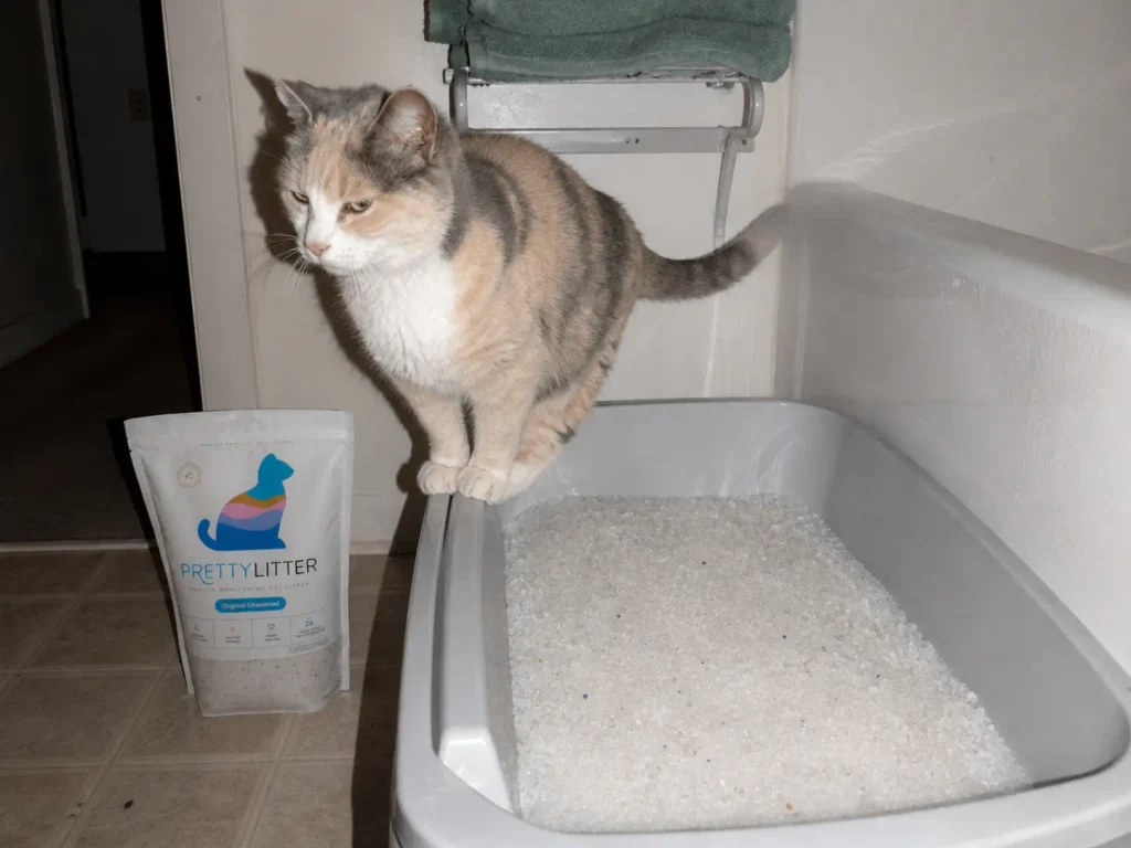 A cat balancing on the rim of a litter box filled with crystal silica litter instead of stepping in