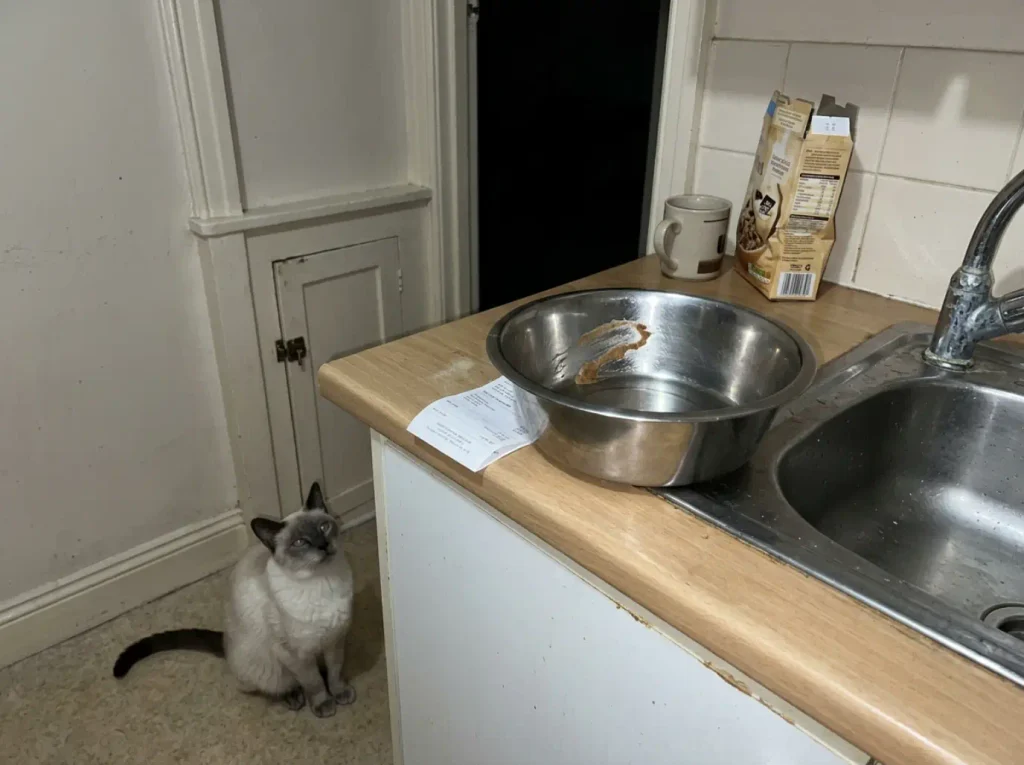 An empty cat bowl on a kitchen counter at night, one cat watching from the floor