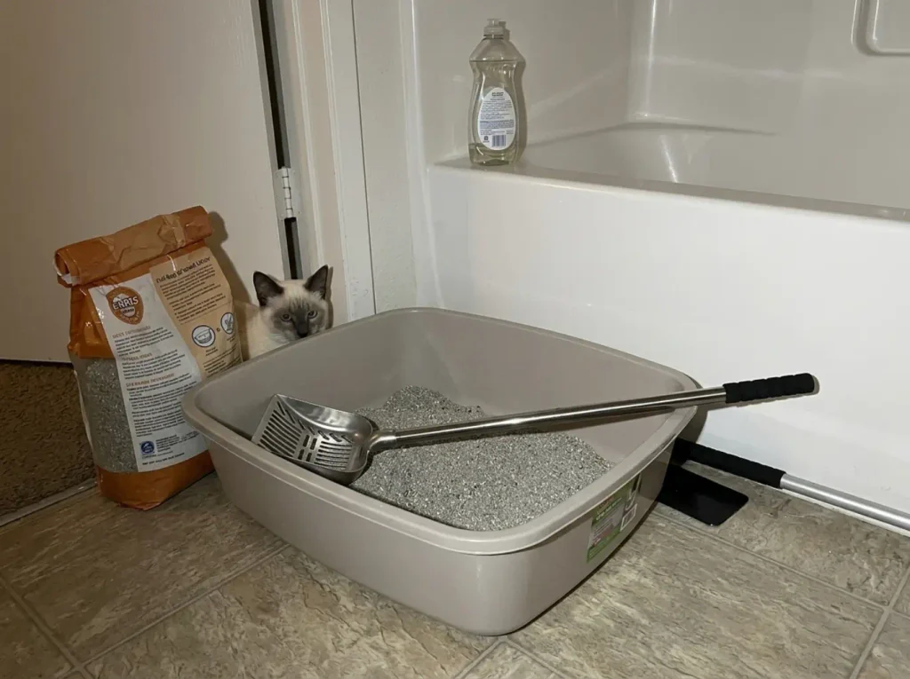 Metal litter scoop resting on the rim of an emptied litter box before washing it with dish soap